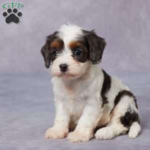 Paris, Cavapoo Puppy